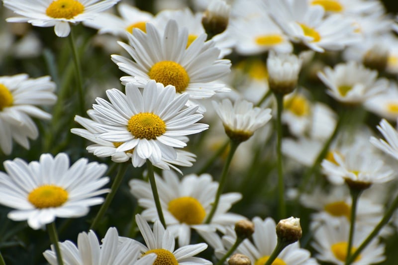 Flowers in a garden