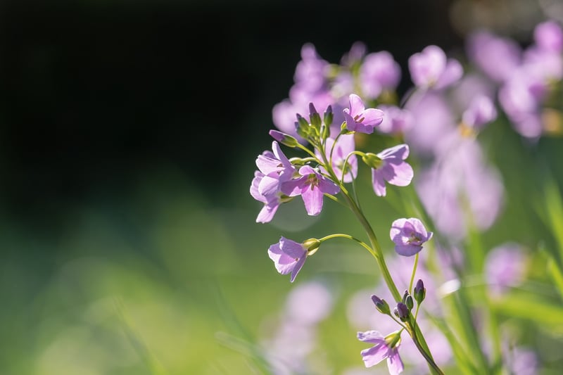 Wildflowers