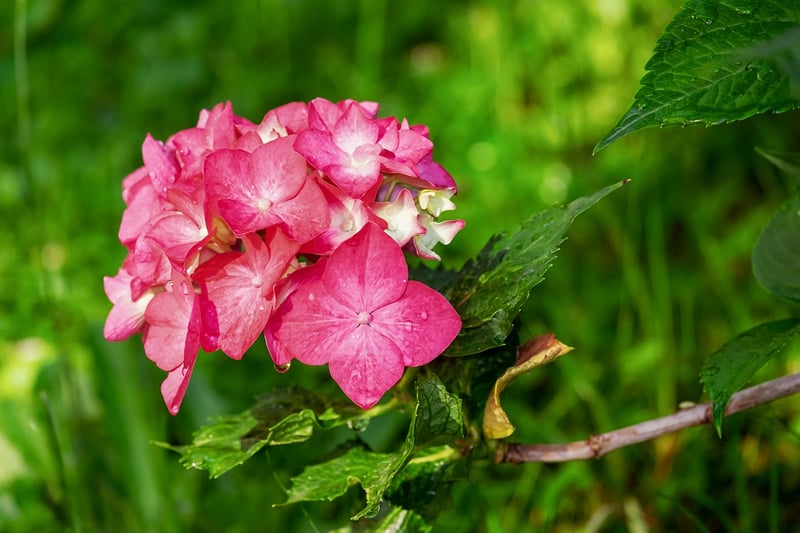 Floral Painting
