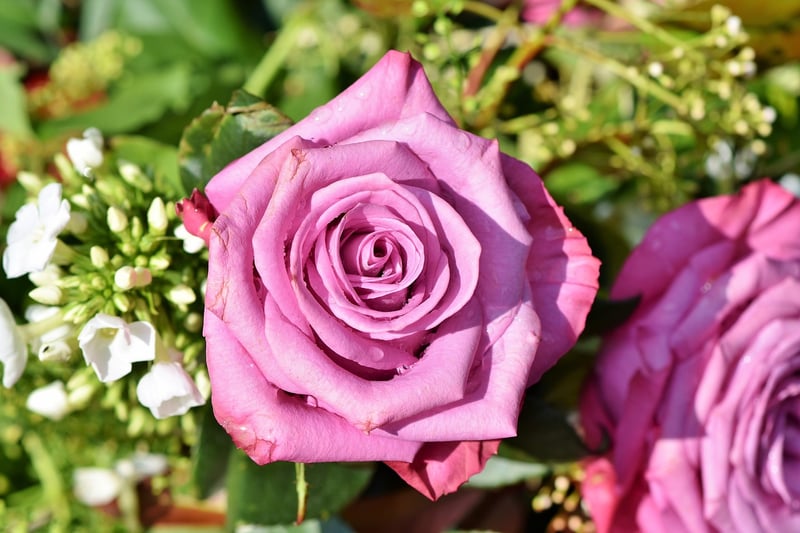 Pink Roses
