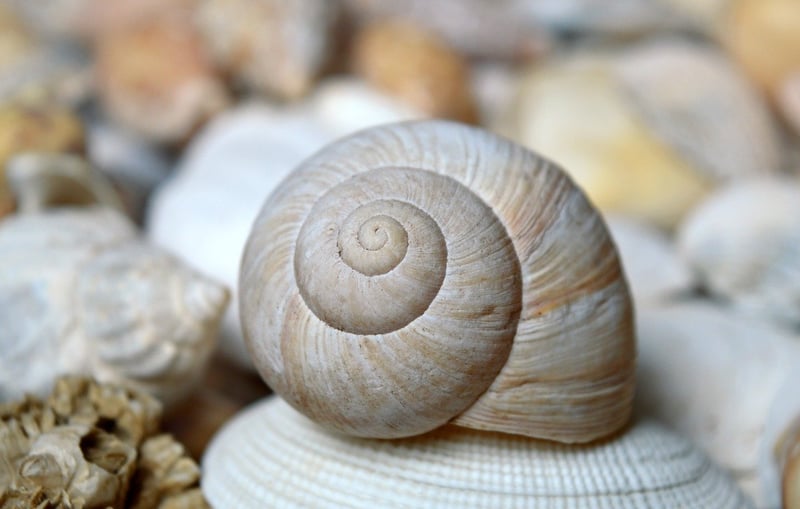 Seashell Wind Chimes